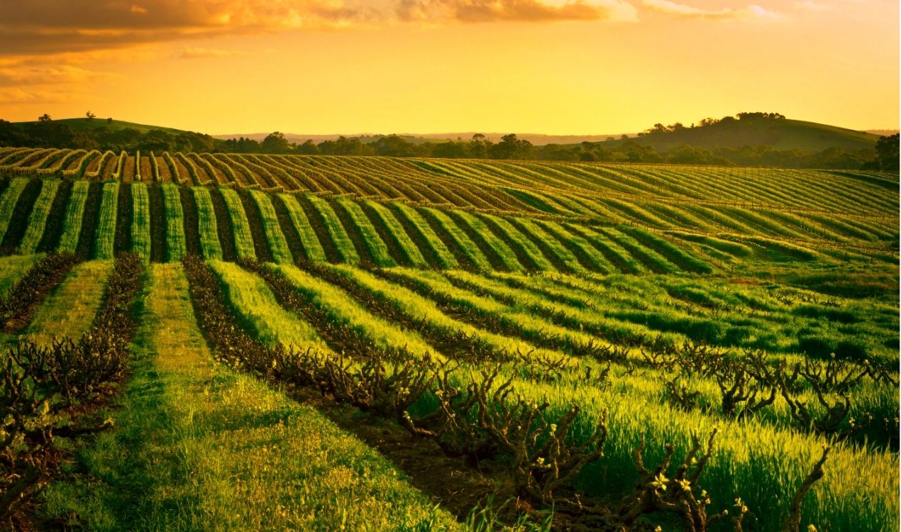 Barossa Valley vineyard private wine tasting