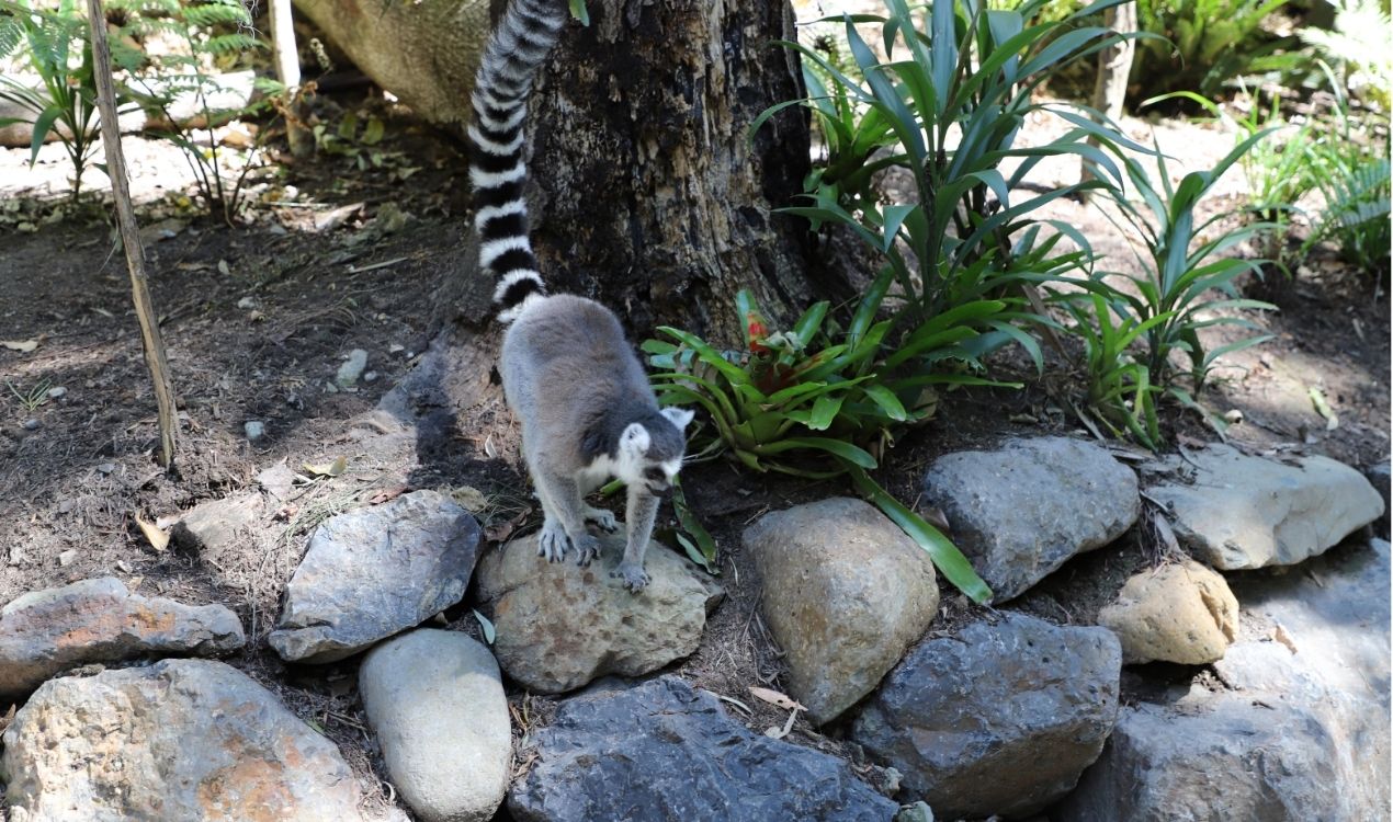 Currumbin Wildlife Sanctuary Early Access