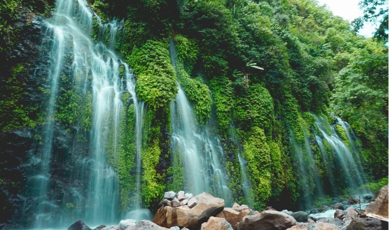 Daintree Rainforest Private Guide
