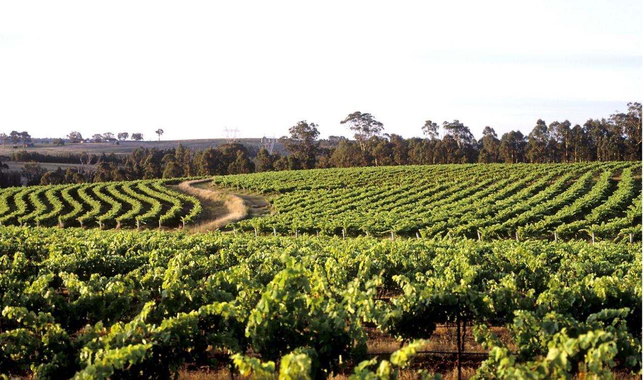 Hunter Valley Wine Country Day Trip