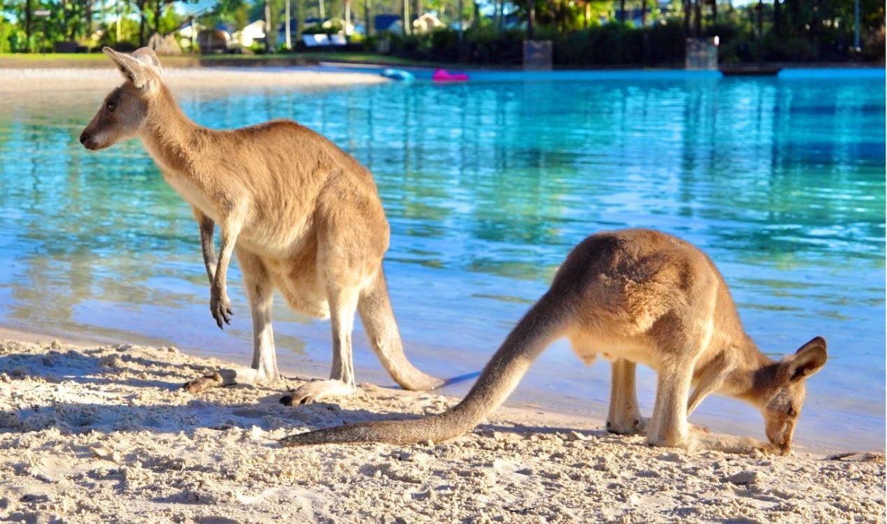 Kangaroo Island Wildlife Day Trip