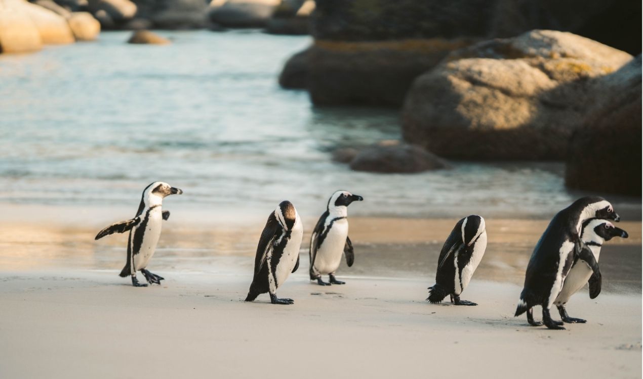 Phillip Island Penguin Parade Tour