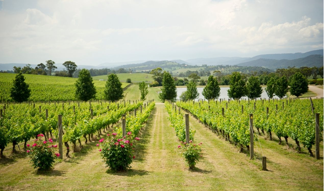 Yarra Valley Wine & Wildlife Day Tour