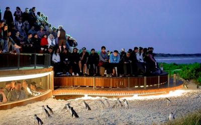 Phillip Island penguins