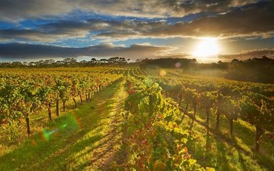 Margaret River vineyard Western Australia
