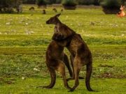 kangaroo island cover