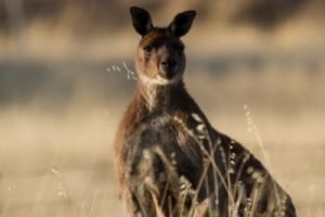 kangaroo island1