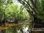 Daintree Rain Forest