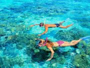 AGT-Big Cat Green Barrier Reef