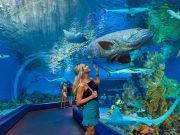 CairnsAquarium