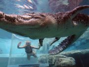 Crocosaurus Cove banner