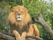 Melbourne Zoo
