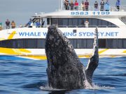 Whale watch Sydney
