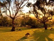 bonorong wildlife sanctuary