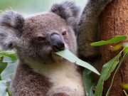 Currumbin Wildlife Sanctuary