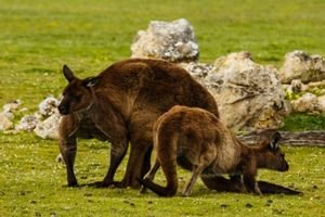 kangaroo island