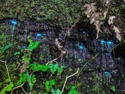 Glow-Worm-Tour