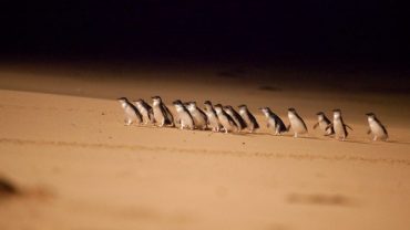 AGT-Penguin-Parade