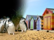 Penguin Parade